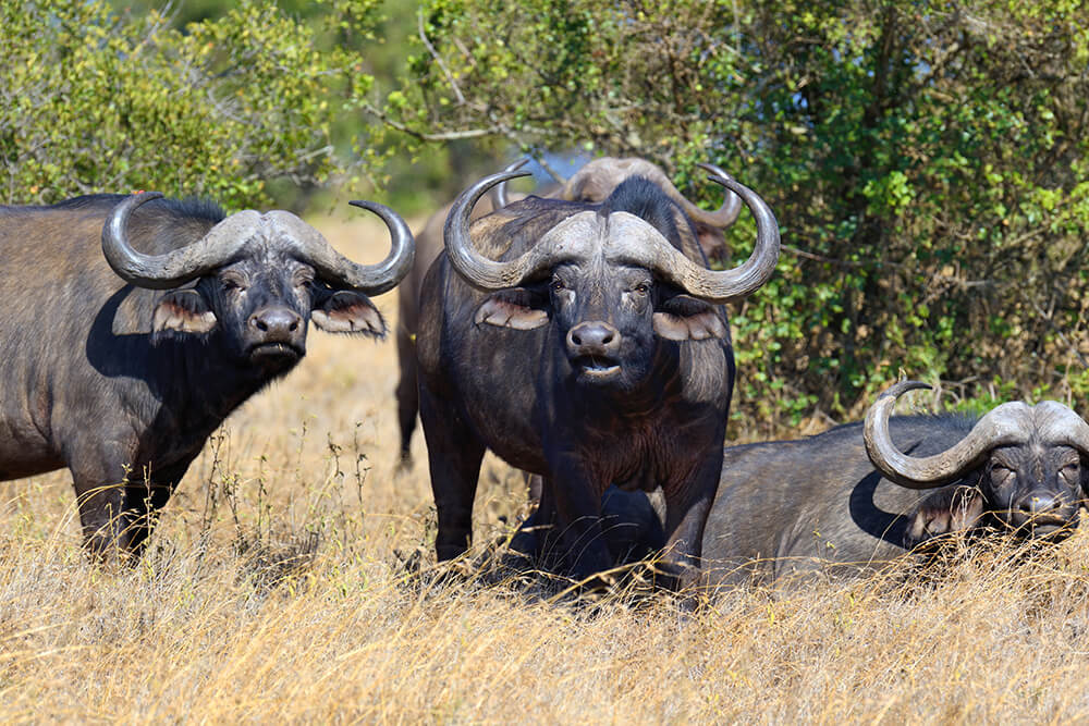 Big 5