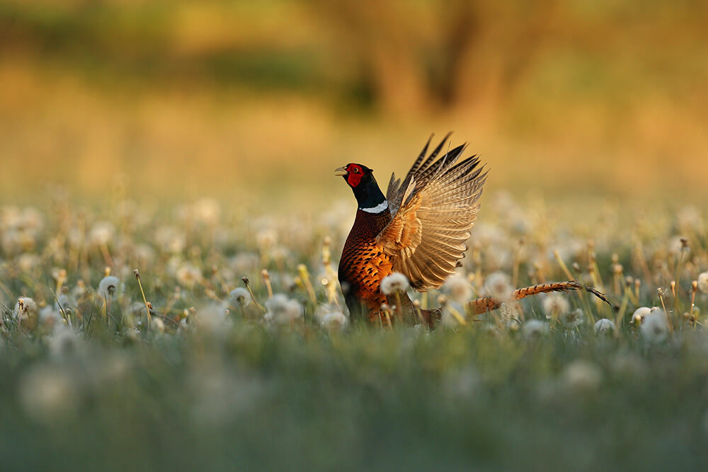 wild pheasant male nature habitat shy endangered animal close up european wildlife